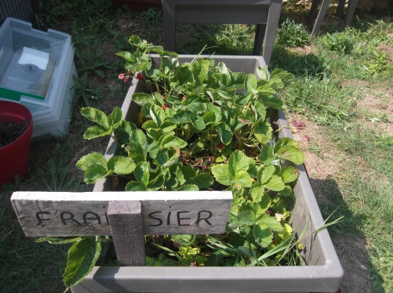 Plaisir des sens au jardin avec Lénaig le 12 juin