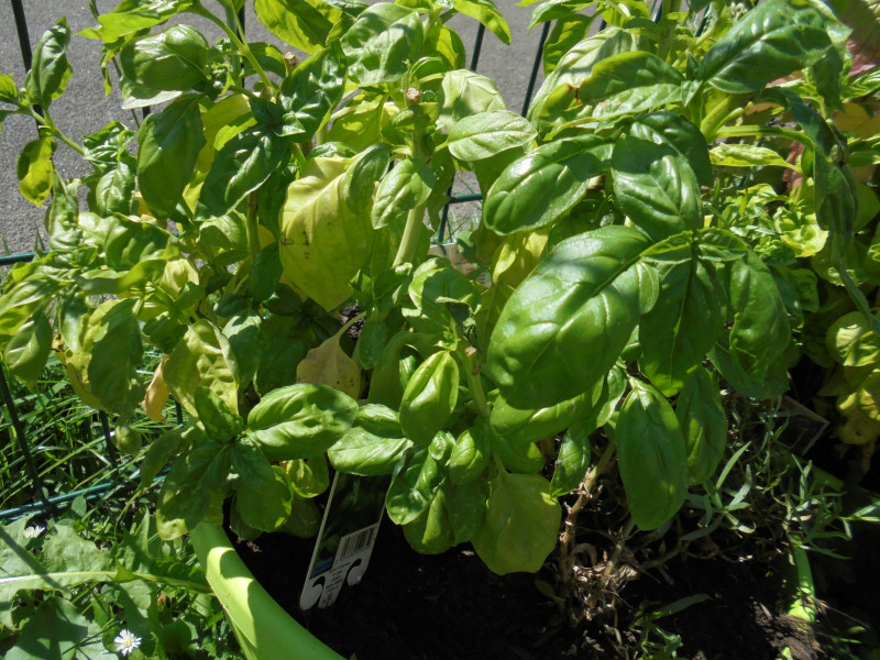 Atelier jardinage pour stimuler les sens