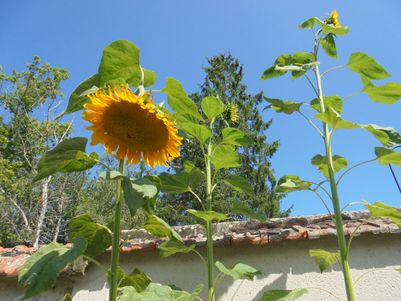 Les tournesols plantés lors de l’atelier jardinage