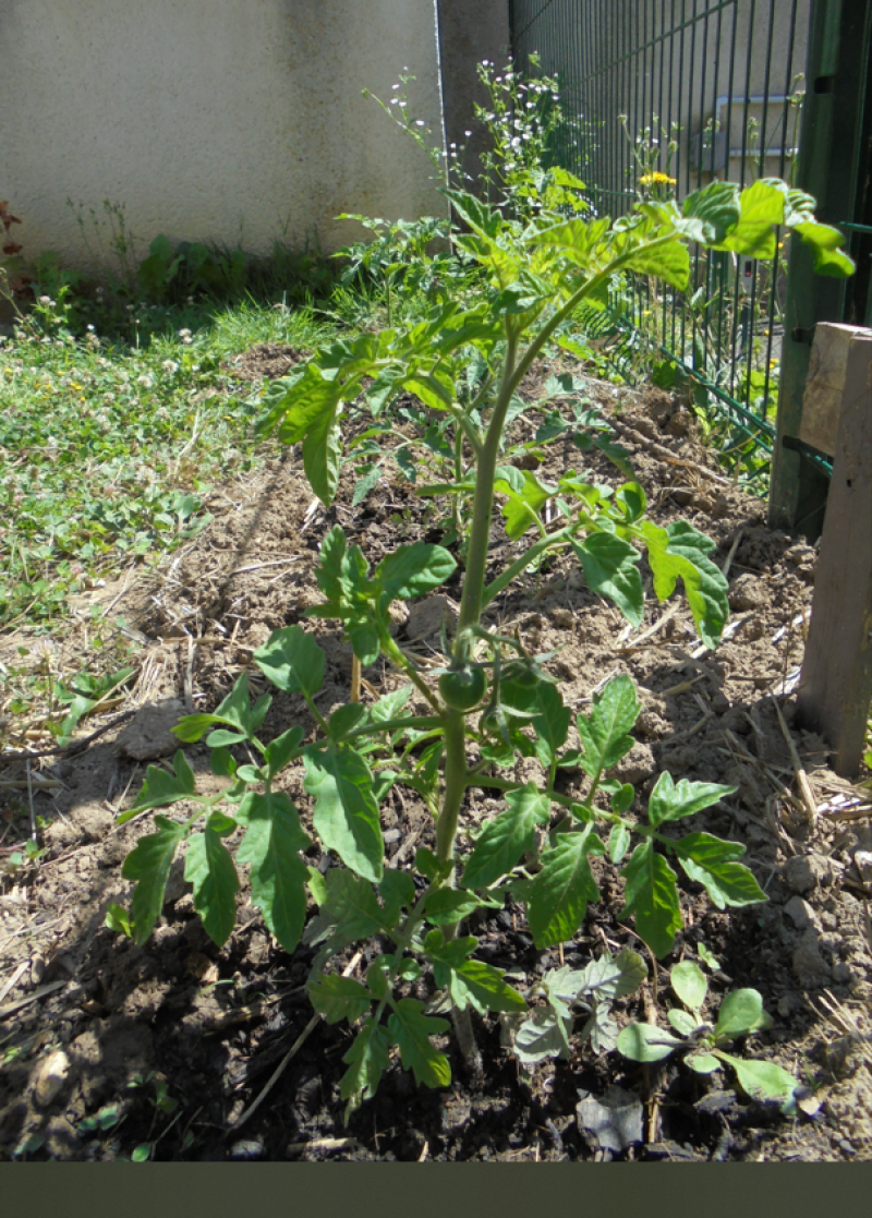 Atelier jardinage pour stimuler les sens