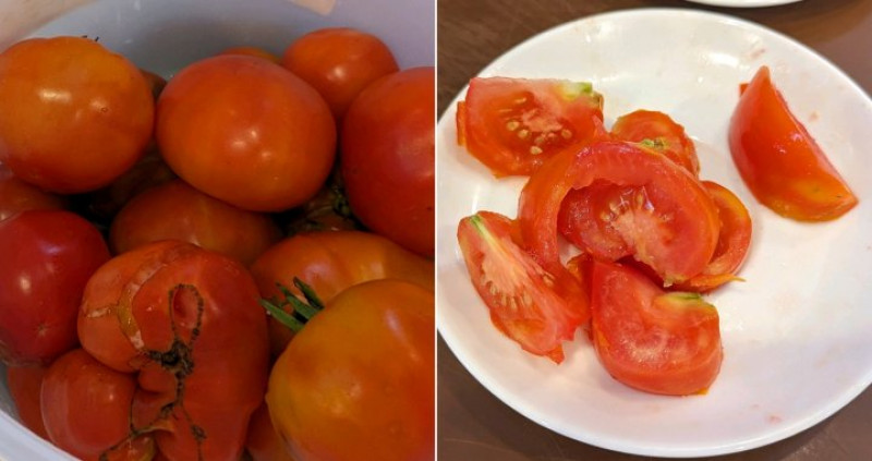 Dégustation des tomates du potager